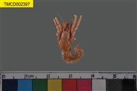 藏品(寄居蟹)的圖片